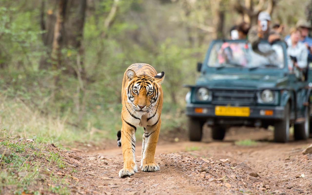 sariska safari